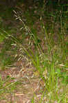 Cherokee sedge